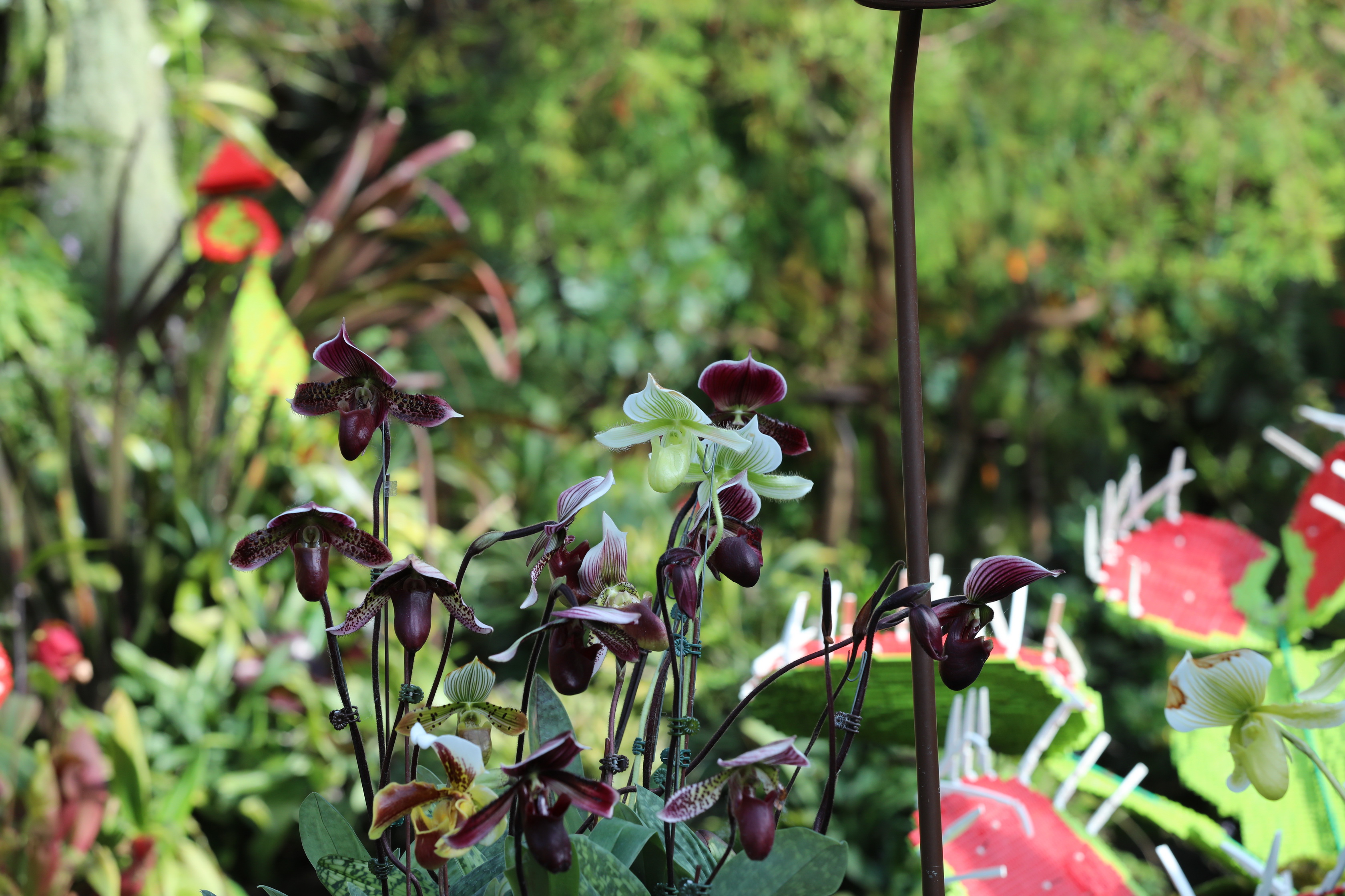 2020 02 03 17 28 24 Canon EOS 5D Mark IV 0043